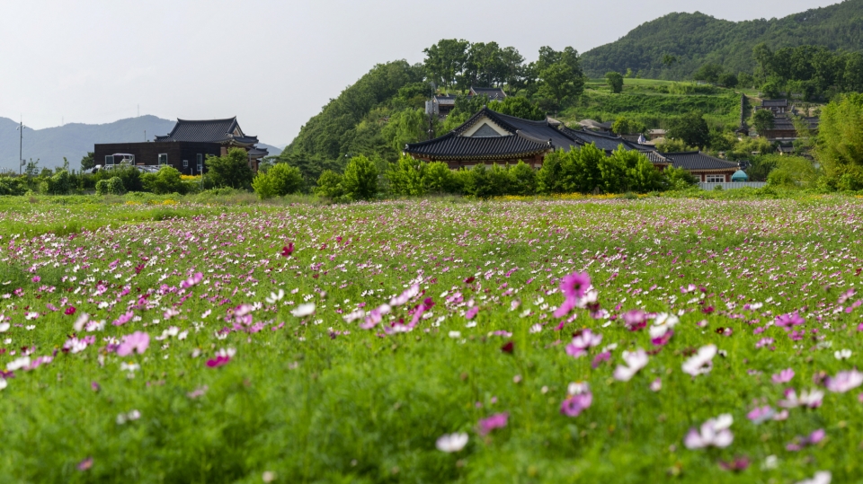 경주 양동마을 코스모스 물결